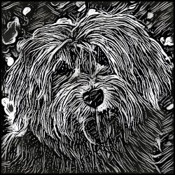 Picture of Havanese-Licorice Lines Mug