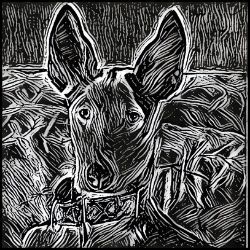 Picture of Ibizan Hound-Licorice Lines Mug