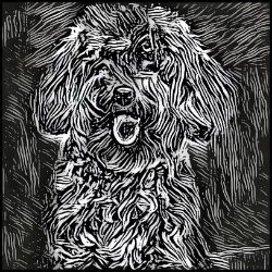 Picture of Miniature Poodle-Licorice Lines Mug