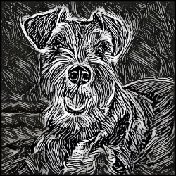Picture of Miniature Schnauzer-Licorice Lines Mug