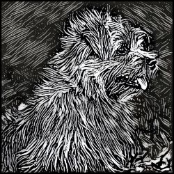 Picture of Norfolk Terrier-Licorice Lines Mug