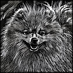 Picture of Pomeranian-Licorice Lines Mug