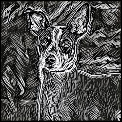 Picture of Rat Terrier-Licorice Lines Mug