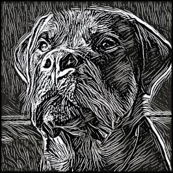 Picture of Rottweiler-Licorice Lines Mug