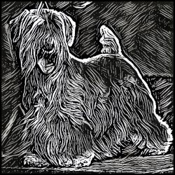 Picture of Sealyham Terrier-Licorice Lines Mug