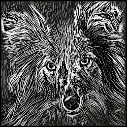 Picture of Shetland Sheepdog-Licorice Lines Mug