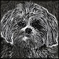 Picture of Shih Tzu-Licorice Lines Mug