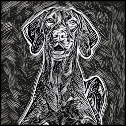 Picture of Vizsla-Licorice Lines Mug