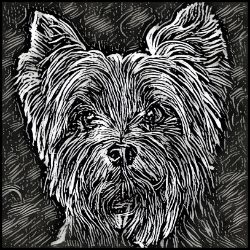 Picture of Yorkshire Terrier-Licorice Lines Mug