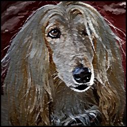 Picture of Afghan Hound-Lord Lil Bit Mug