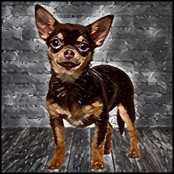 Picture of Chihuahua Smooth Coat-Lord Lil Bit Mug