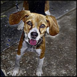 Picture of Harrier-Lord Lil Bit Mug