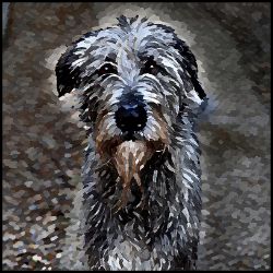 Picture of Irish Wolfhound-Lord Lil Bit Mug