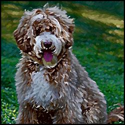 Picture of Labradoodle-Lord Lil Bit Mug