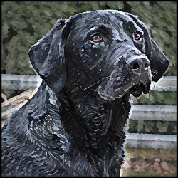Picture of Labrador Retriever-Lord Lil Bit Mug