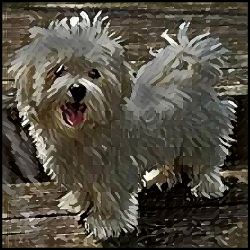 Picture of Maltese-Lord Lil Bit Mug