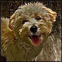 Picture of Maltipoo-Lord Lil Bit Mug