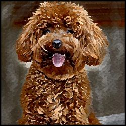 Picture of Miniature Poodle-Lord Lil Bit Mug