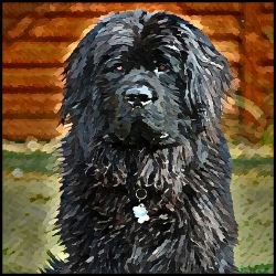 Picture of Newfoundland-Lord Lil Bit Mug