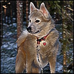 Picture of Norwegian Buhund-Lord Lil Bit Mug