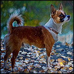 Picture of Norwegian Lundehund-Lord Lil Bit Mug