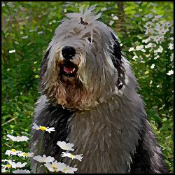 Picture of Old English Sheepdog-Lord Lil Bit Mug