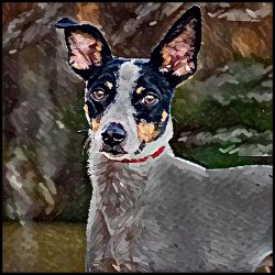Picture of Rat Terrier-Lord Lil Bit Mug