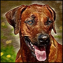 Picture of Rhodesian Ridgeback-Lord Lil Bit Mug
