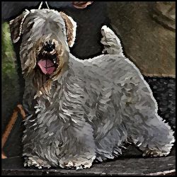 Picture of Sealyham Terrier-Lord Lil Bit Mug