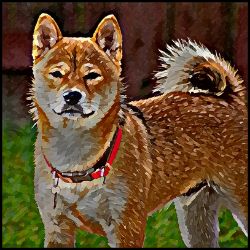 Picture of Shiba Inu-Lord Lil Bit Mug