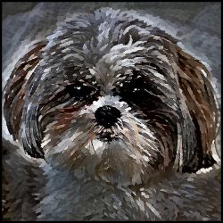 Picture of Shih Tzu-Lord Lil Bit Mug