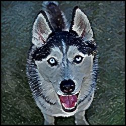 Picture of Siberian Husky-Lord Lil Bit Mug