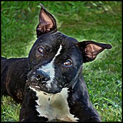 Picture of Staffordshire Bull Terrier-Lord Lil Bit Mug