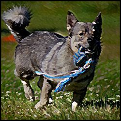 Picture of Swedish Vallhund-Lord Lil Bit Mug