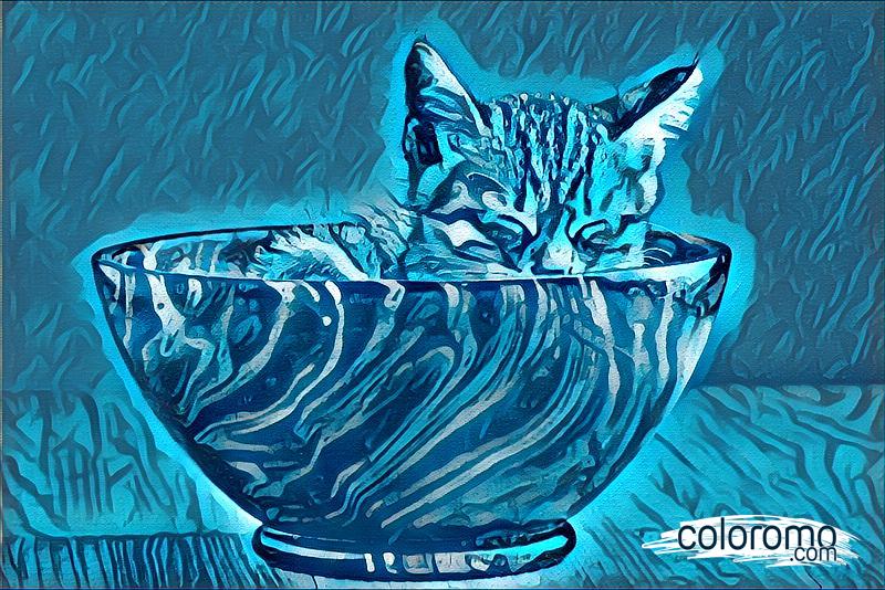 Catnap in the Blue Bowl