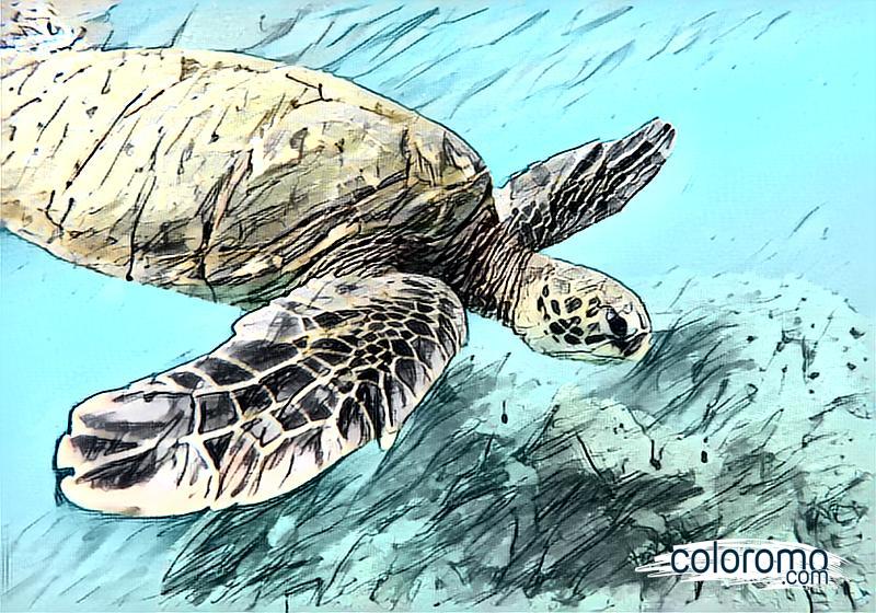 Digital Turtle Haven